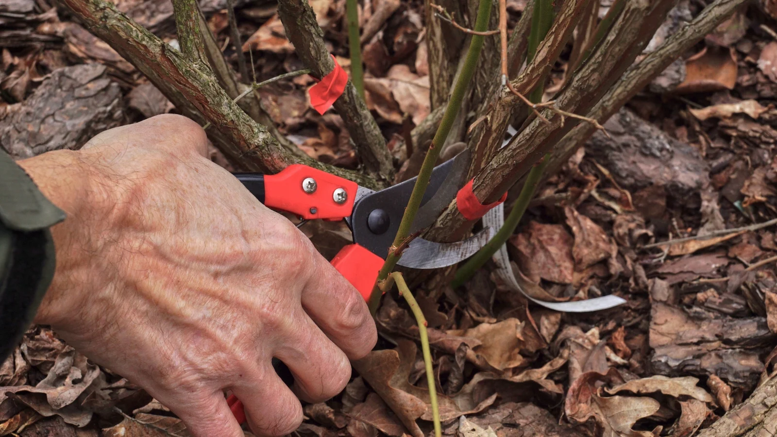 a hand grips red shears, slicing through a thick stem at the base of a bush all situated in a well lit area outdoors