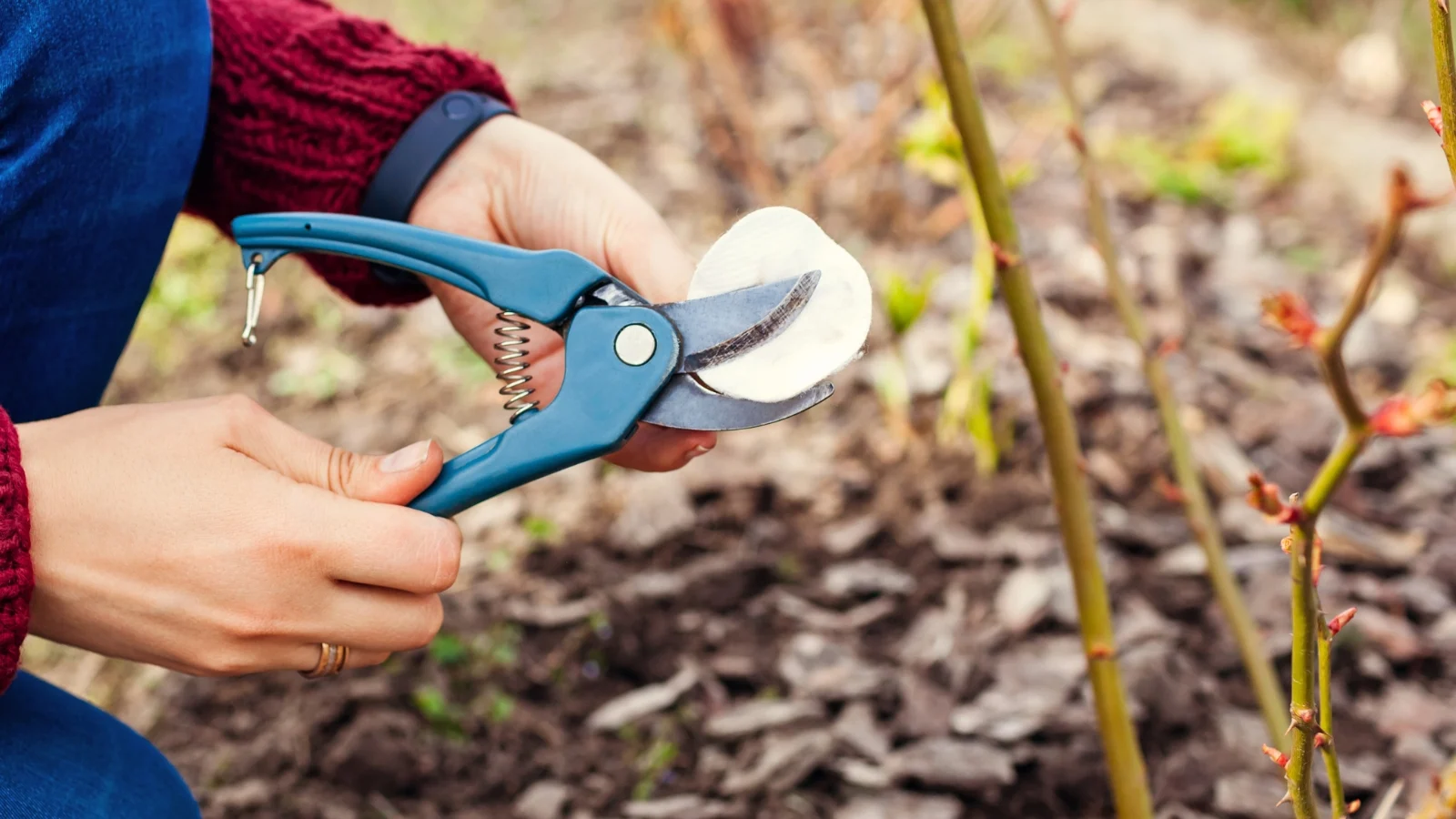 a gardener wearing a red sweater cleans garden shears with a cotton pad and disinfectant before pruning a rose bush.