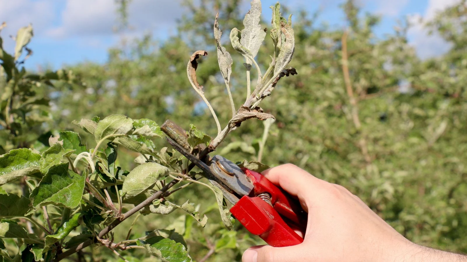 a shot of a person's hand in the process of using a pruner to trim off a diseased part of a plant