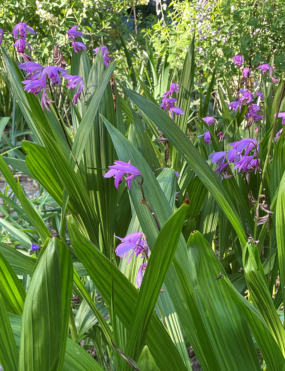 bletilla