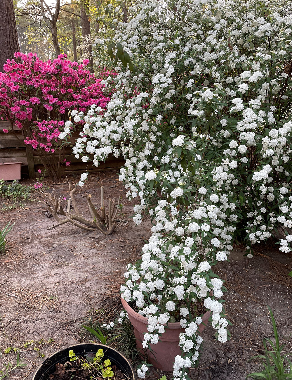 bridal wreath spiraea