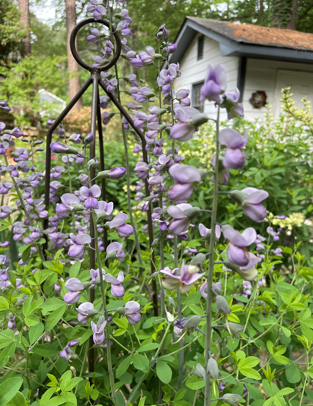 light purple baptisia