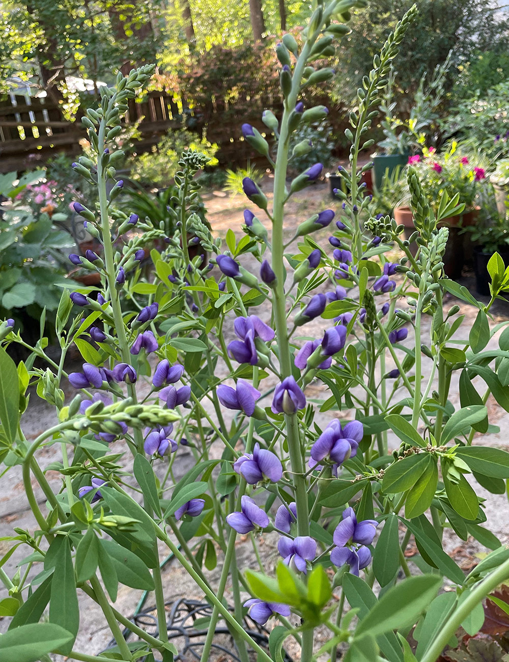 dark purple baptisia
