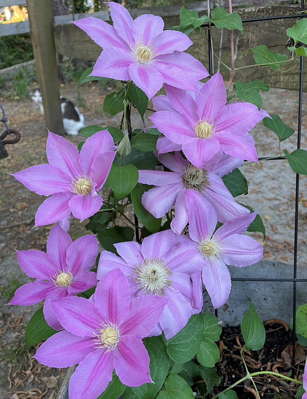 light pink clematis