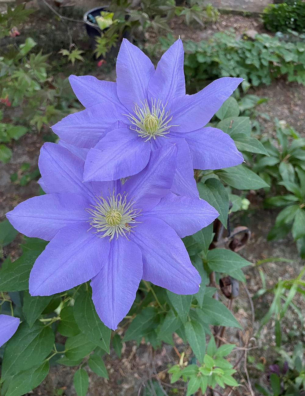light purple clematis