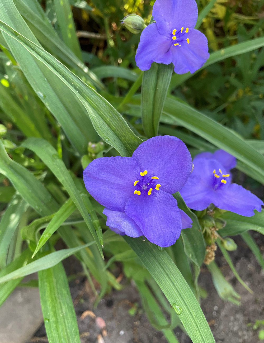 dark purple spiderwort flowers