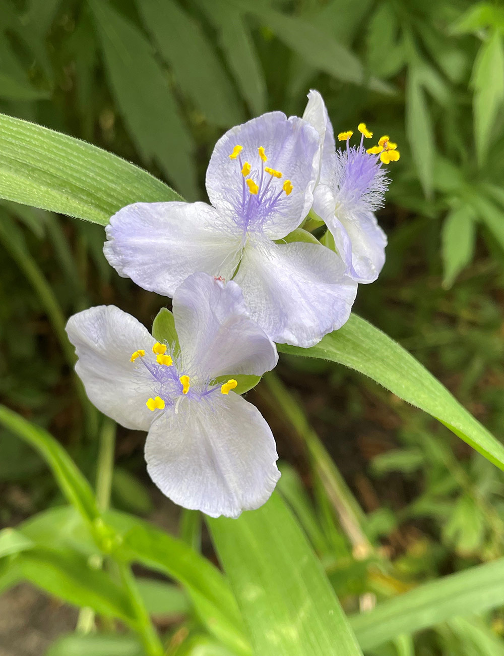 light purple spiderwort