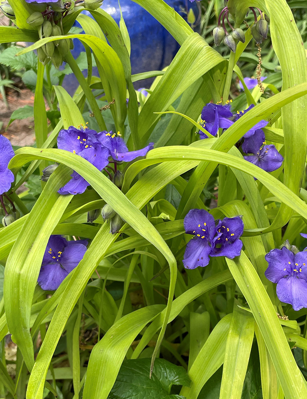 spiderwort plant
