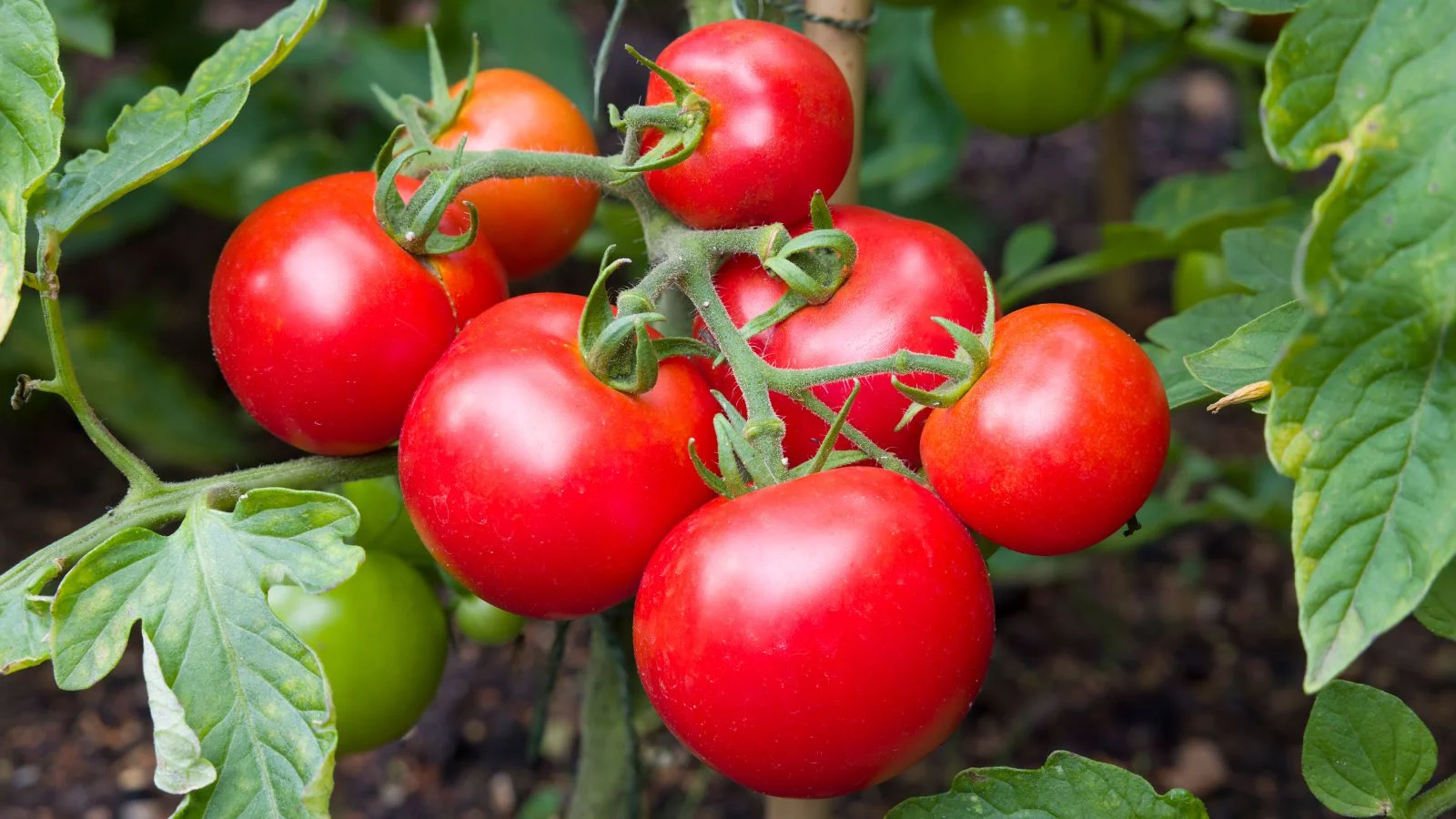 a close-up shot of fresh, ripe, red, and glossy fruits on vines, called the moneymaker, all situated in a well lit area outdoors