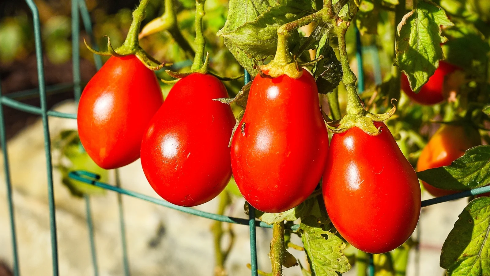 four smooth, oval, ripe red fruits aligned on a vine with some drying, curled leaves, supported by a sturdy cage in a sunlit garden.