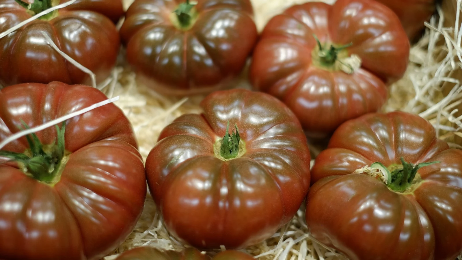 freshly harvested large, hefty, dusky pink-orange fruits with a grayish-purple hue on top, featuring a slightly ribbed texture and rich color.