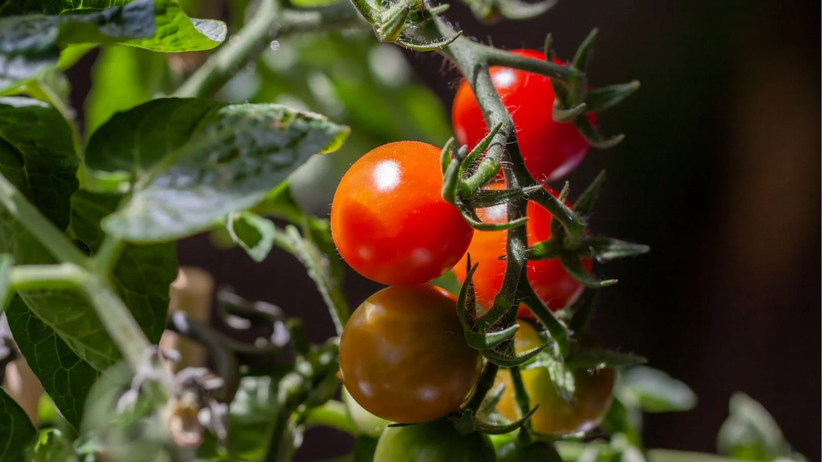 a close-up shot of several compact, ripe, and ripening cluster of perfectly arrange fruits, attached on tis vines in a well lit area outdoors