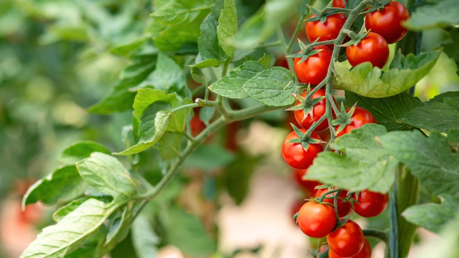 dense green foliage surrounds trailing vines laden with firm, round cherry fruits in glossy red clusters hanging on delicate stems.