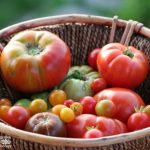 No Garden? No Problem! How to Grow Tomatoes Without a Garden