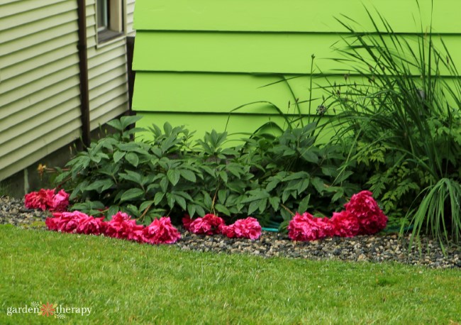 peonies flopped over