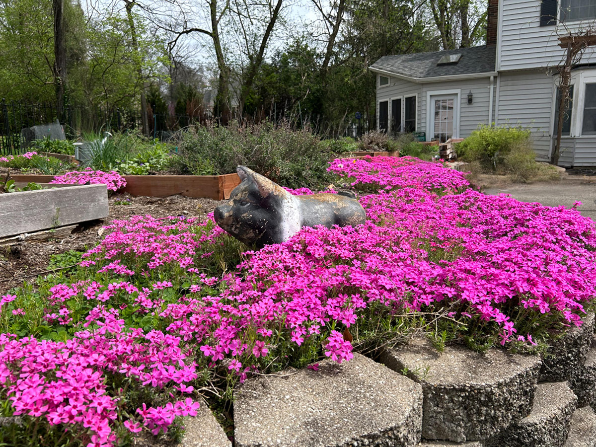 bright pink carpet phlox