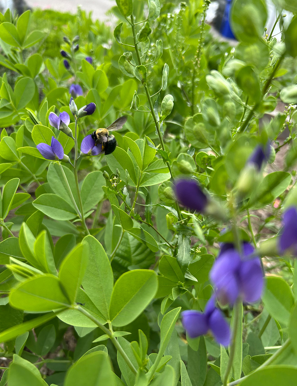 bee on flase indigo plant