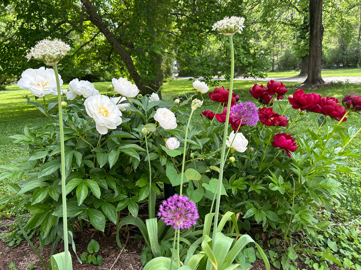 read and white peonies with purple alliums in front