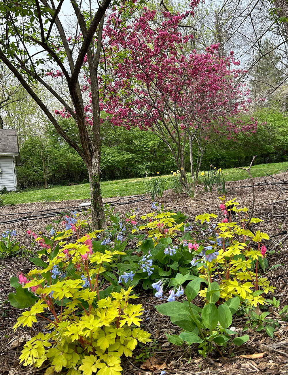 small shade garden