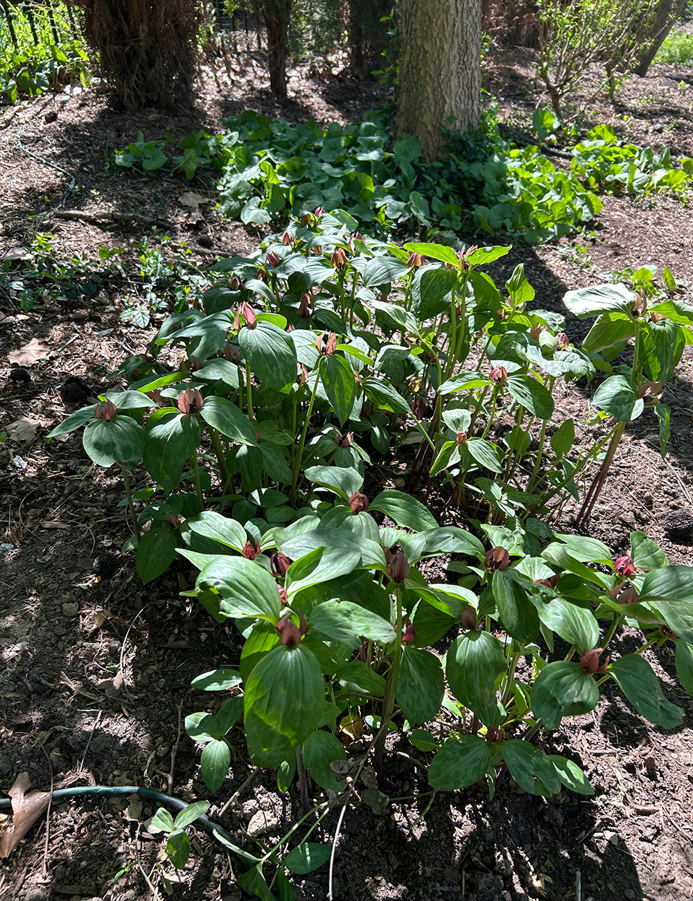 trillium growing with ginger plant