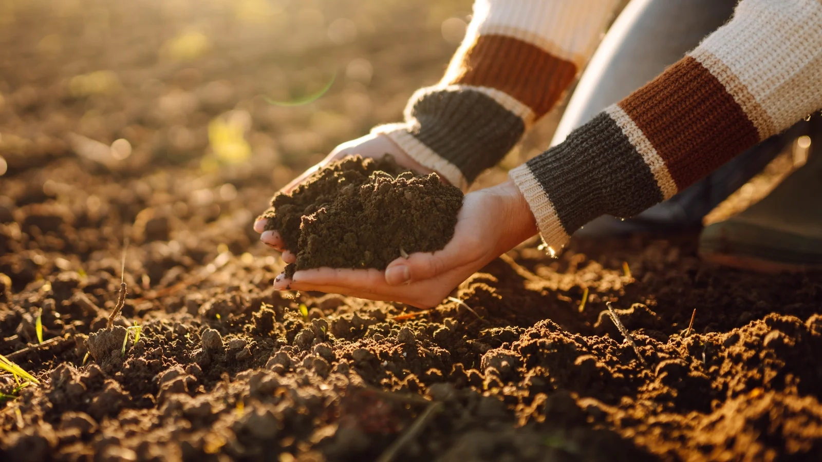 close-up of a gardener holding loose, dark brown soil over a sunlit field looking dark brown under warm light