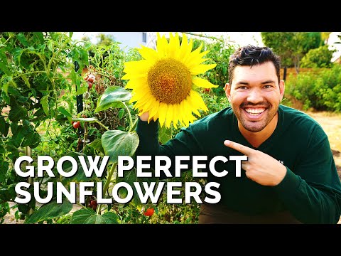 how to mix sunflowers and zinnias for a pollinator paradise 20 youtube video