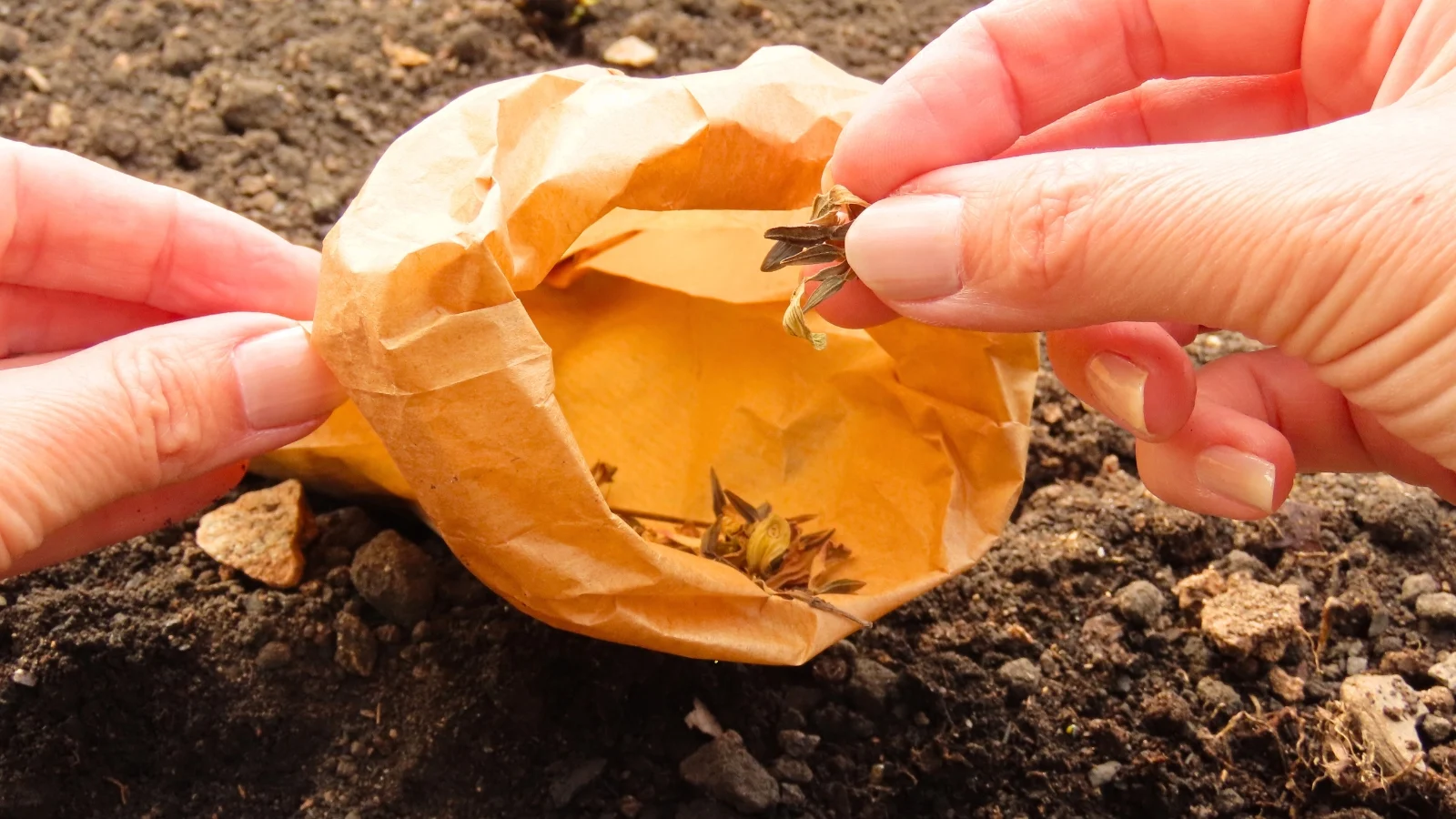 close up of female hands holding dry seeds over a paper bag full of seeds in a flower bed ready for planting.