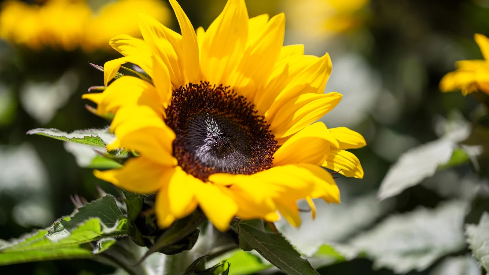 a dwarf variety with large, bright yellow blooms featuring a prominent dark brown center, atop sturdy, short stems surrounded by heart-shaped, green leaves with a slightly rough texture.