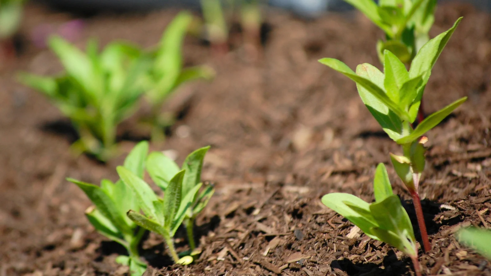 young seedlings with slender, hairy stems and deep green, lance-shaped veined leaves grow in a sunny garden bed.