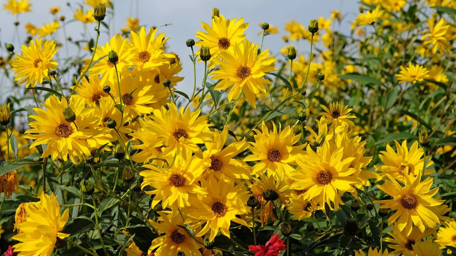 a close-up shot of a large composition of developing golden yellow colored flowers with brown centers