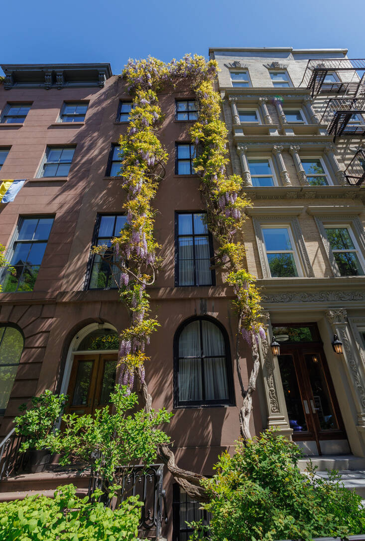 manhattan wisteria walk: exercise for the florally-inclined