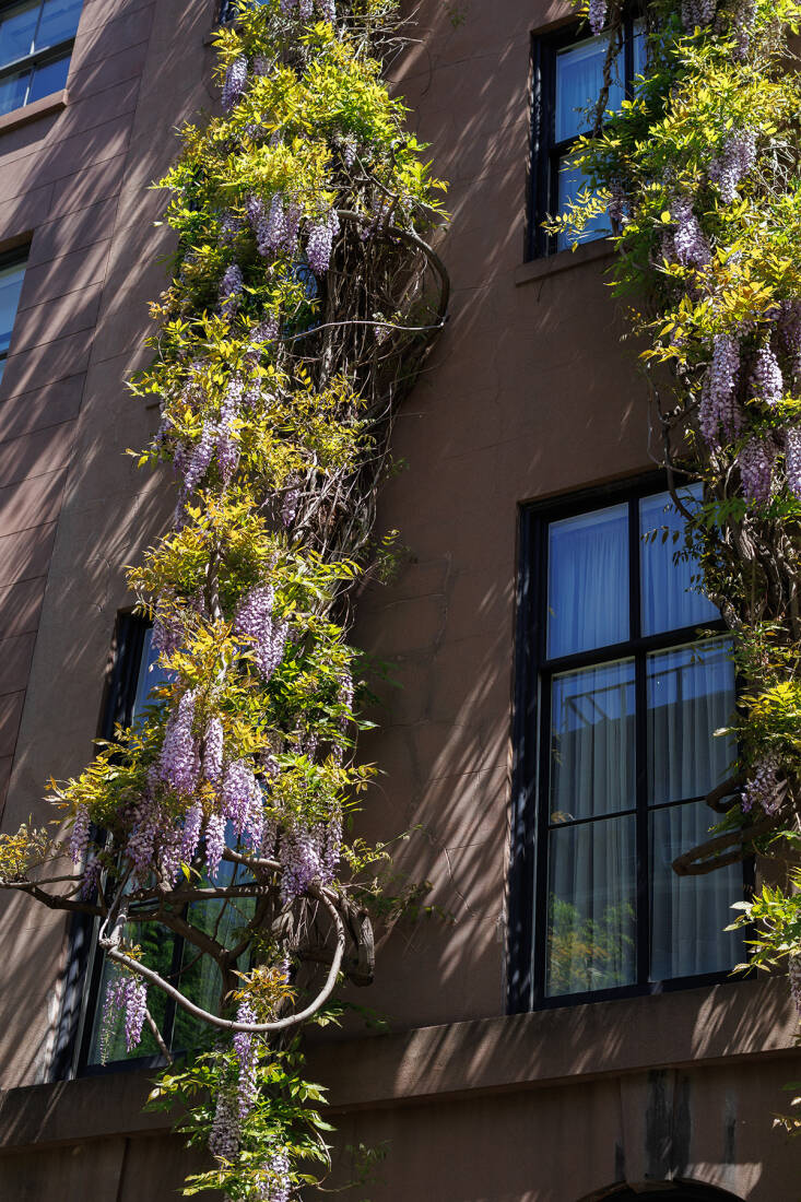manhattan wisteria walk: exercise for the florally-inclined