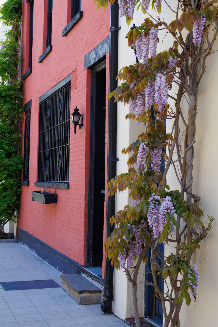 manhattan wisteria walk: exercise for the florally-inclined