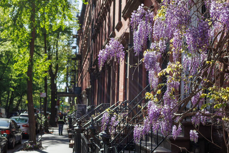 manhattan wisteria walk: exercise for the florally-inclined