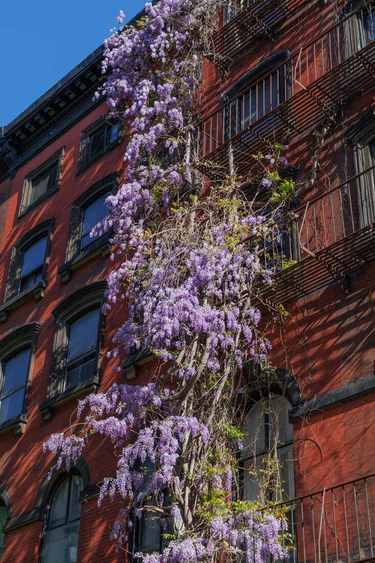 manhattan wisteria walk: exercise for the florally-inclined