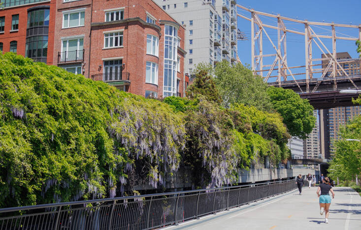 manhattan wisteria walk: exercise for the florally-inclined