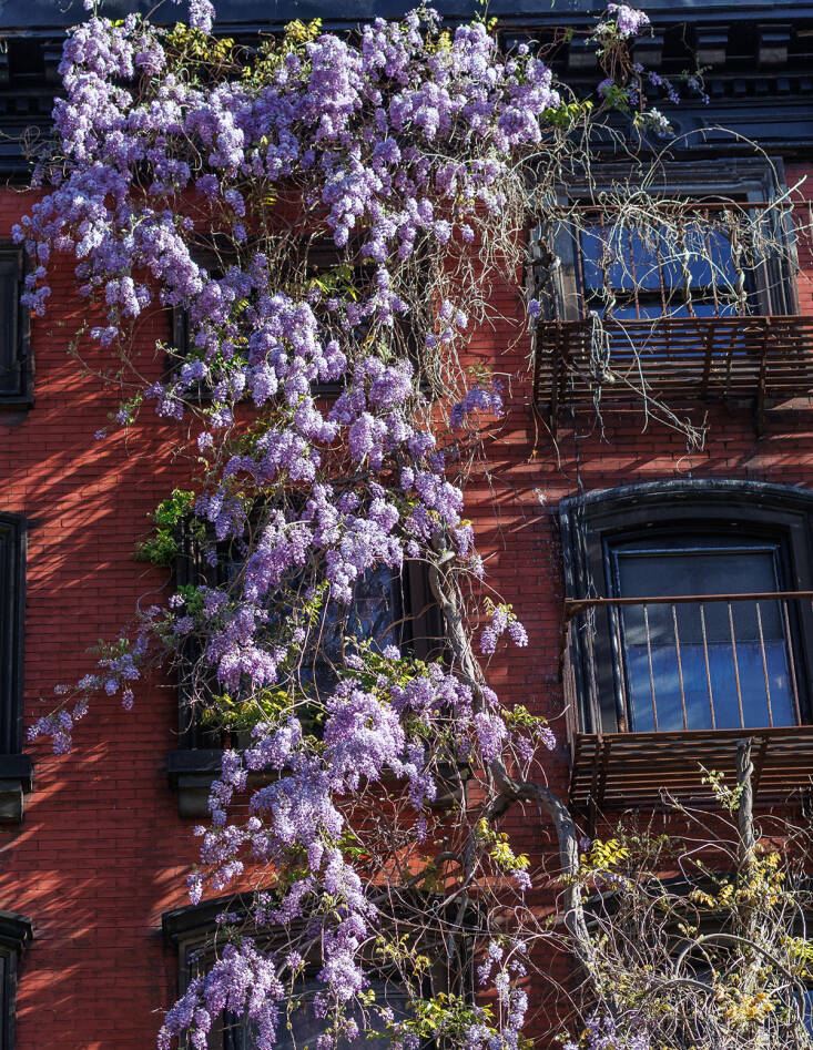 manhattan wisteria walk: exercise for the florally-inclined