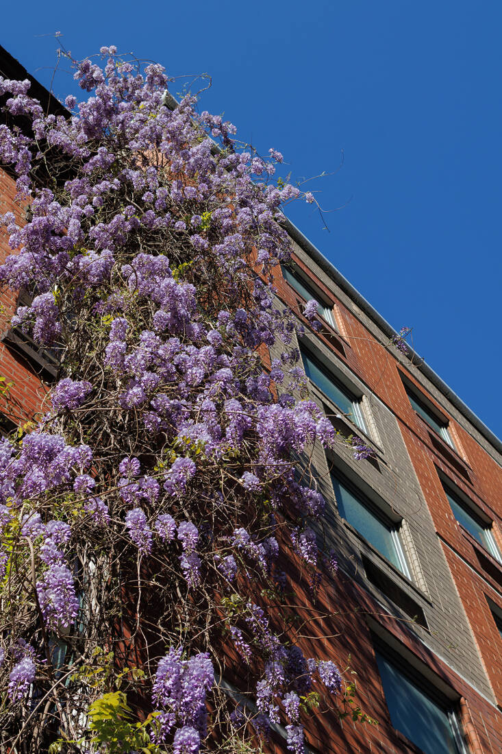 manhattan wisteria walk: exercise for the florally-inclined