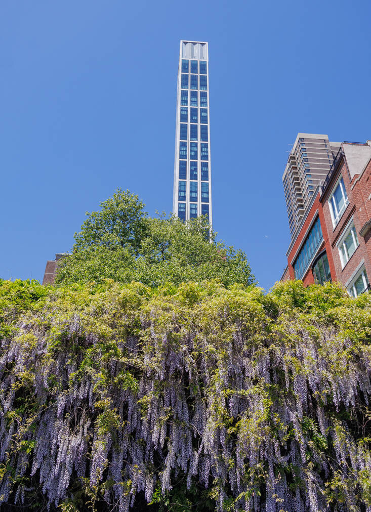 manhattan wisteria walk: exercise for the florally-inclined
