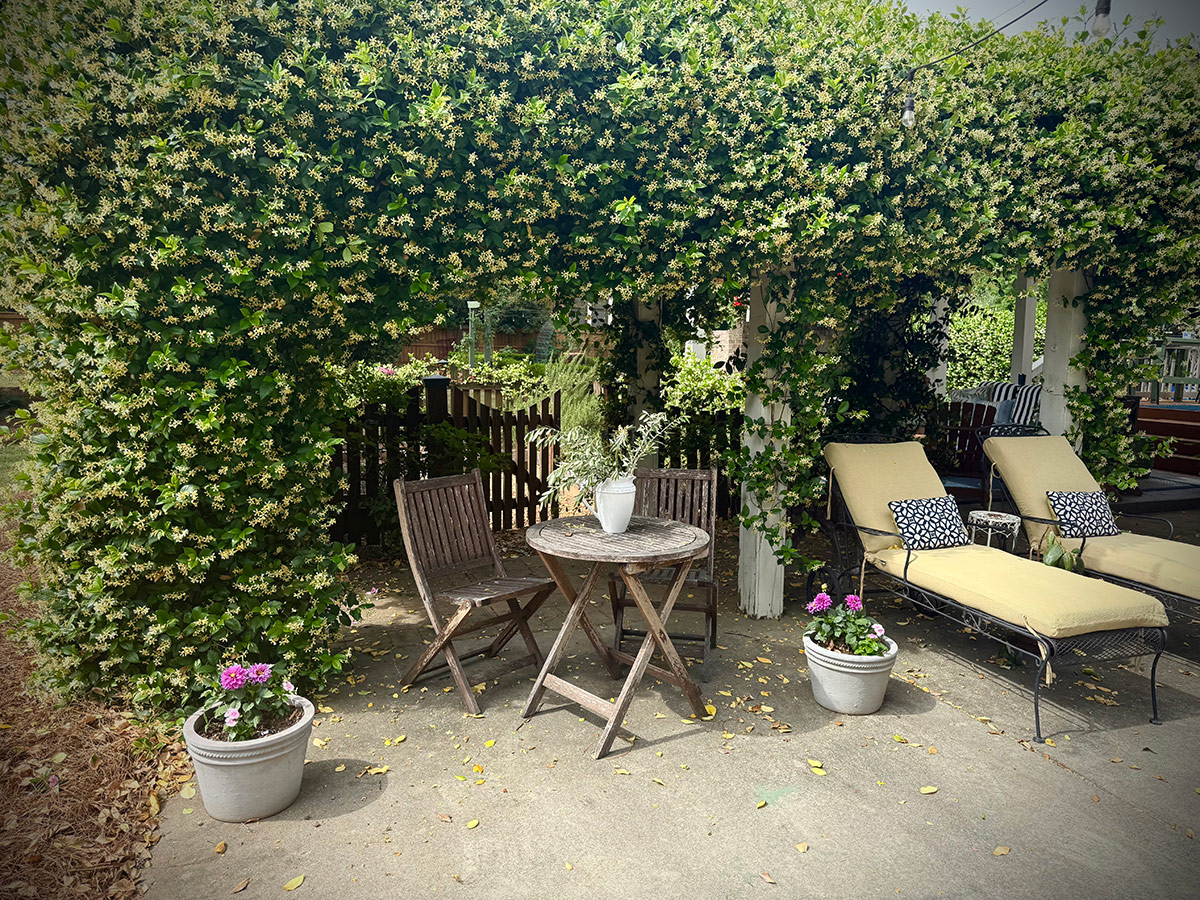 pergola covered in jasmine vines