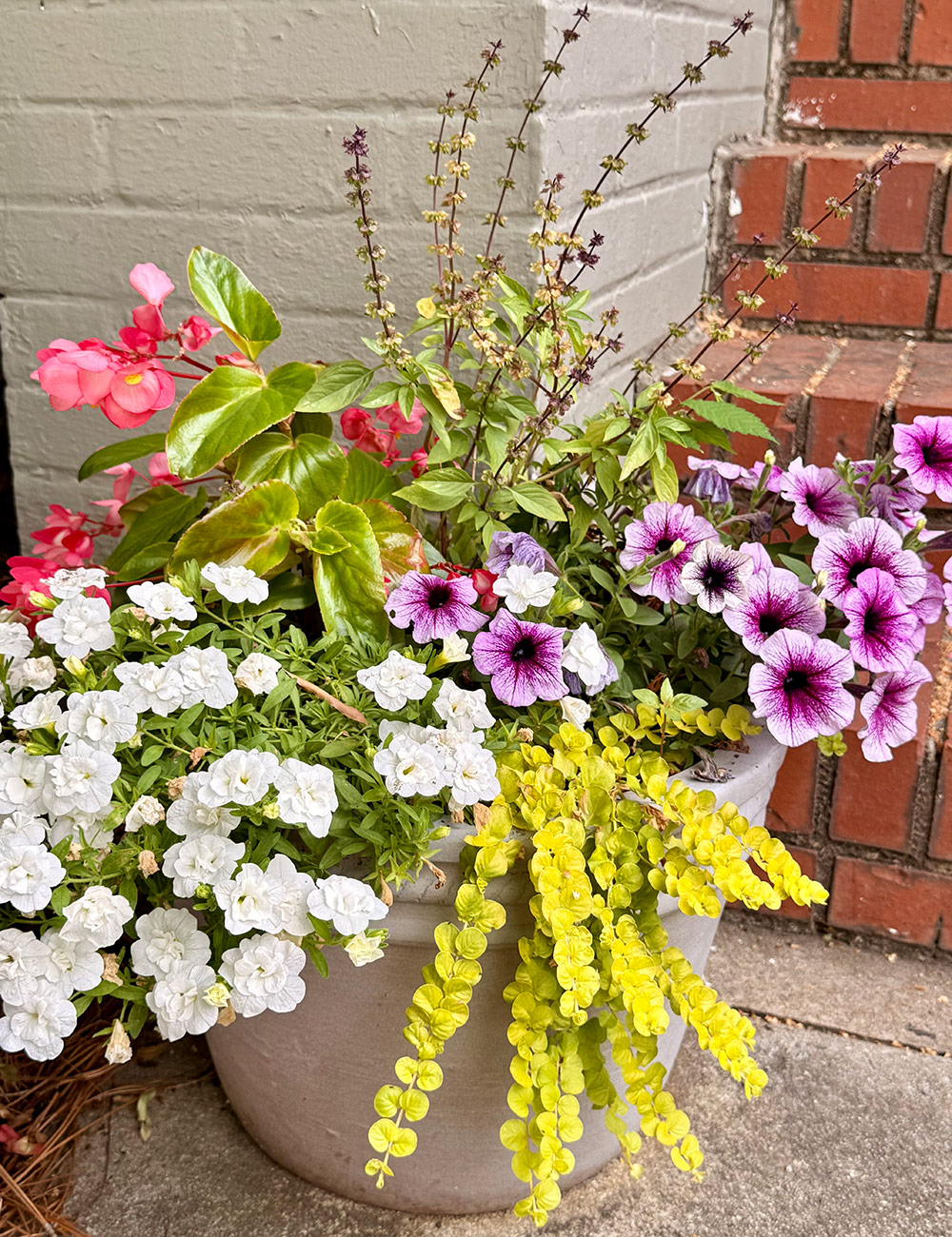 summer container with pink flowers and chartreuse foliage