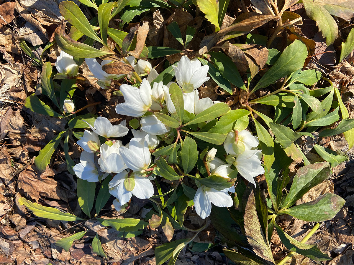 white hellebore