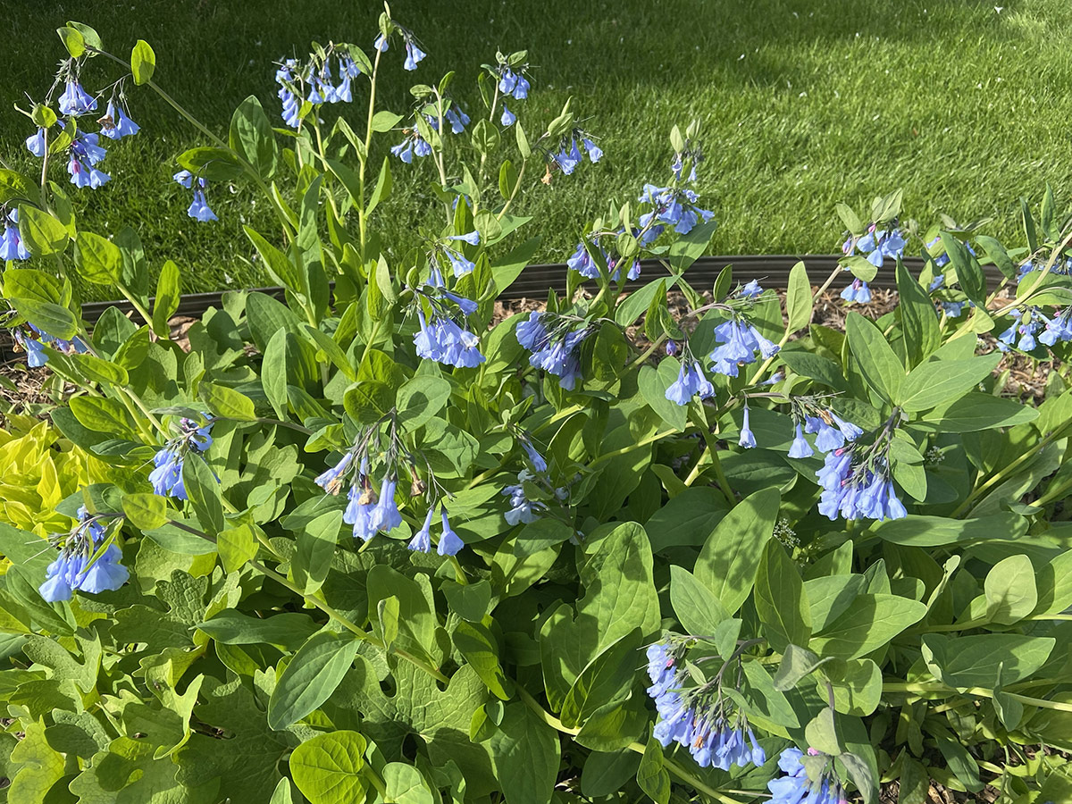 virginia bluebells