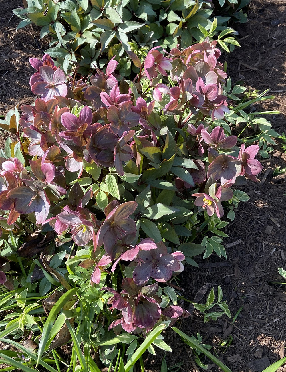 pink hellebore