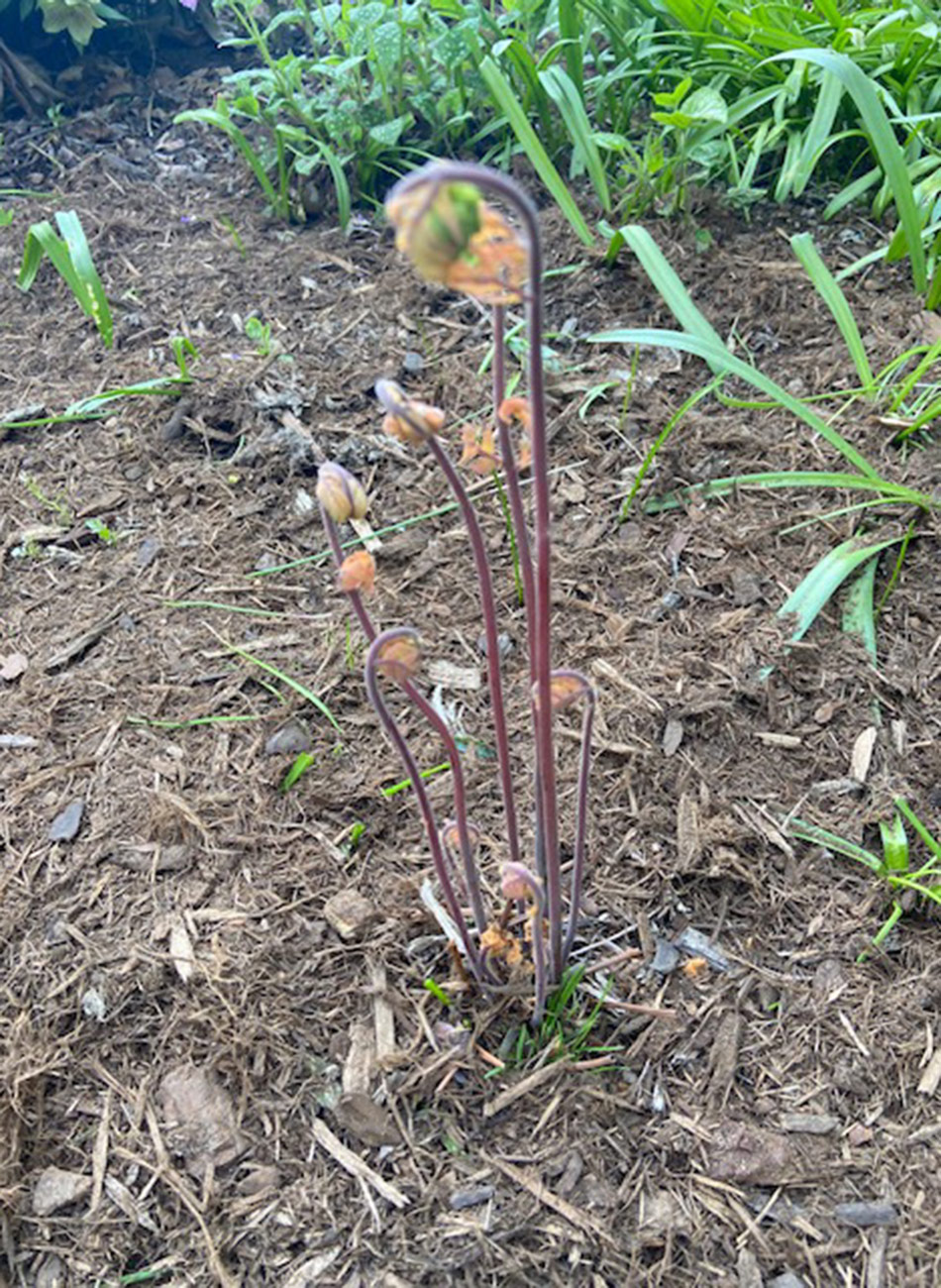 ferns unfurling