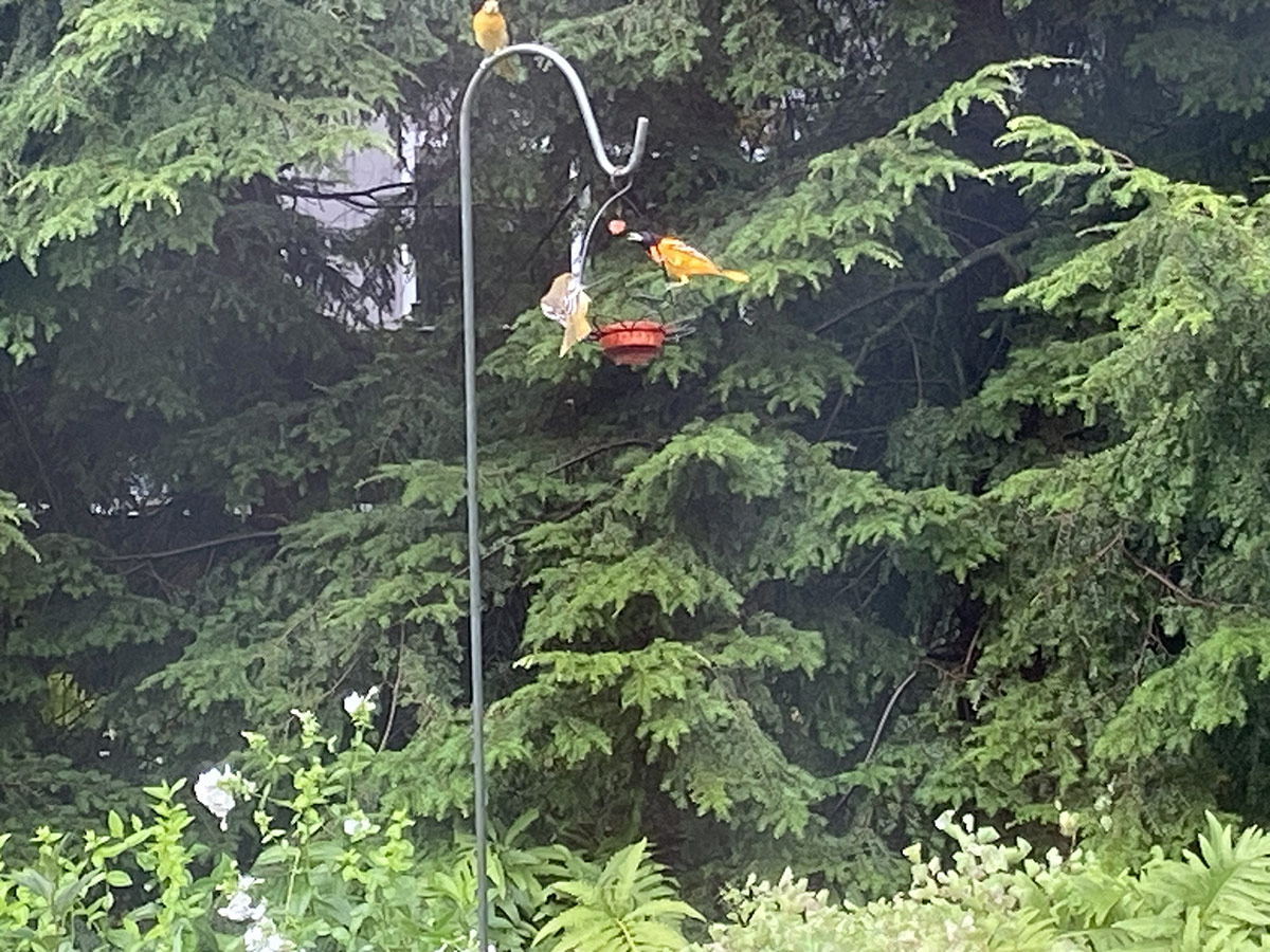 orioles at bird feeder