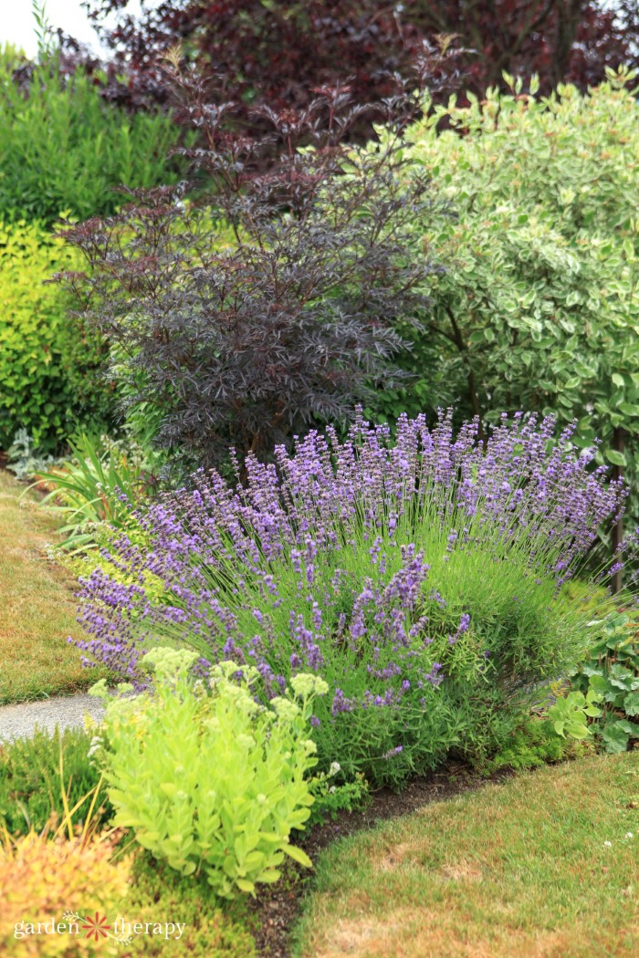 mixed border planting perennials