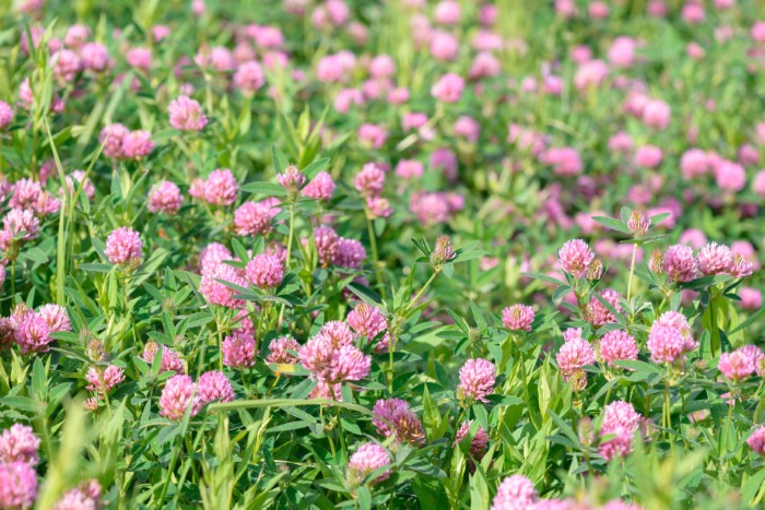 red clover