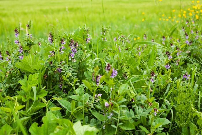 soil food: the best dirt cheap organic soil amendments