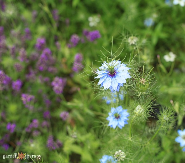 nigella growing in front of lavender